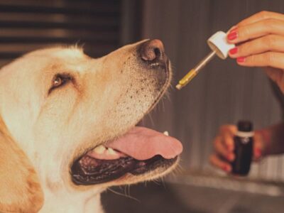 cbd bienfaits pour les chiens