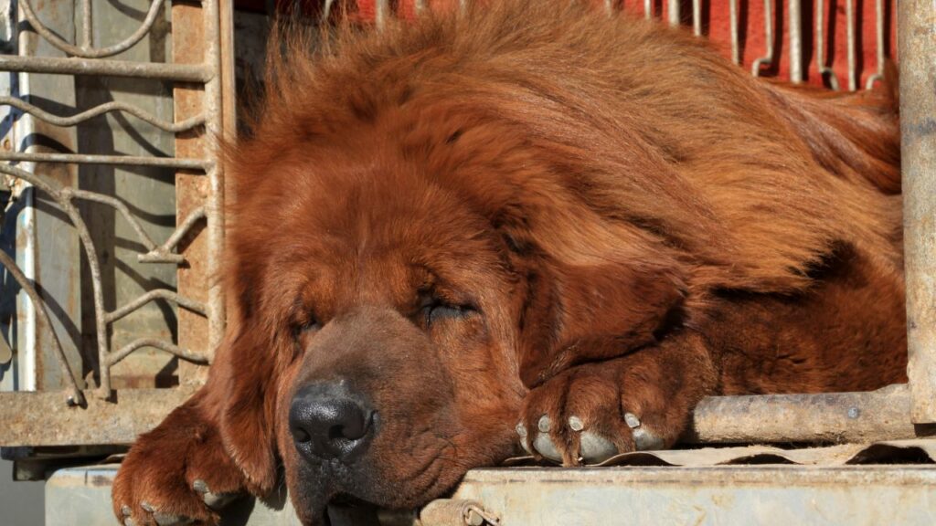 Le mastiff tibétain, ou dogue du Tibet