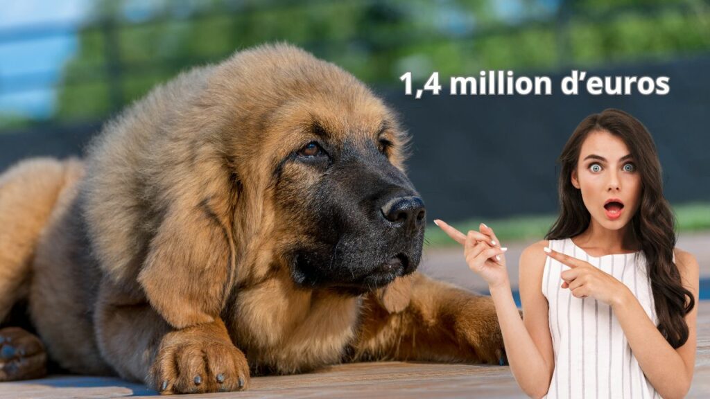 Découvrez le top des races de chiens les plus chères au monde