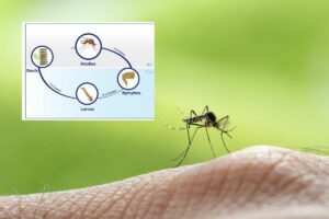 Découvrez la durée de vie et le cycle de vie des moustiques.
