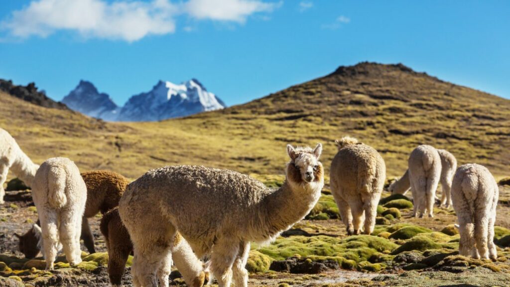 alpaga